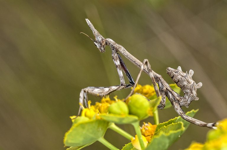 Empusa pennata - Mantis palo