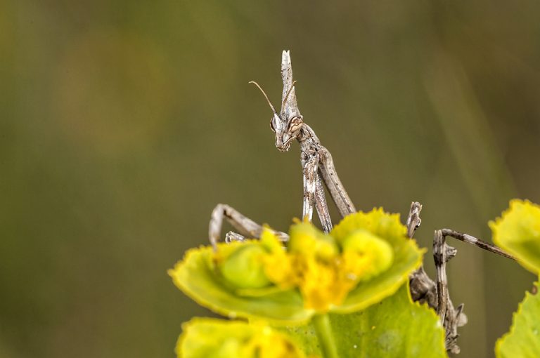 Empusa pennata - Mantis palo