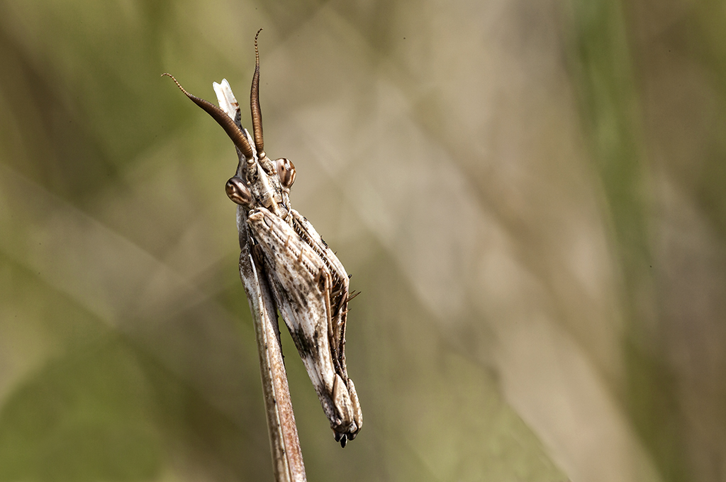 Empusa pennata - Mantis palo
