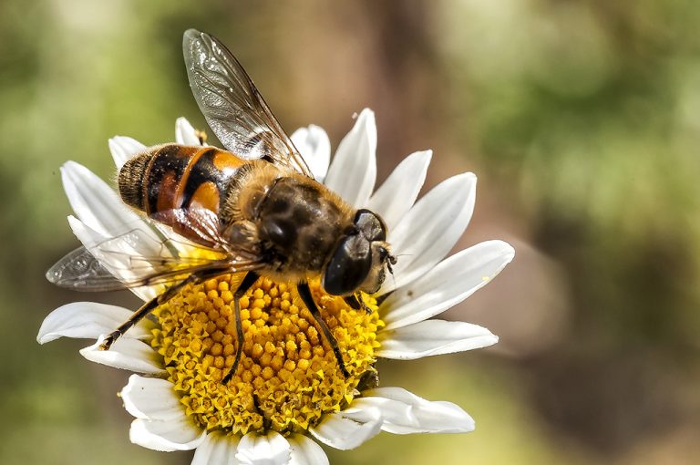 Eristalis tenax - Mosca abeja