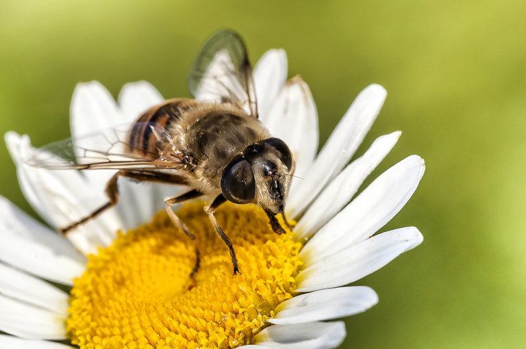 Eristalis tenax - Mosca abeja