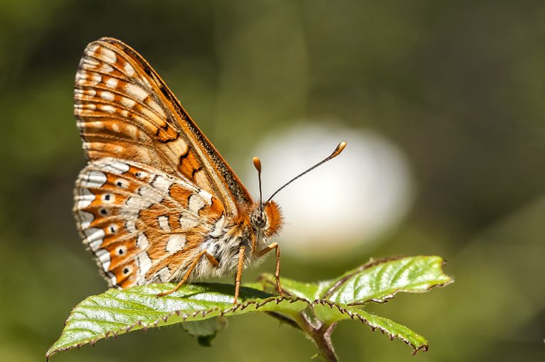 Euphydryas aurinia - Doncella de ondas rojas