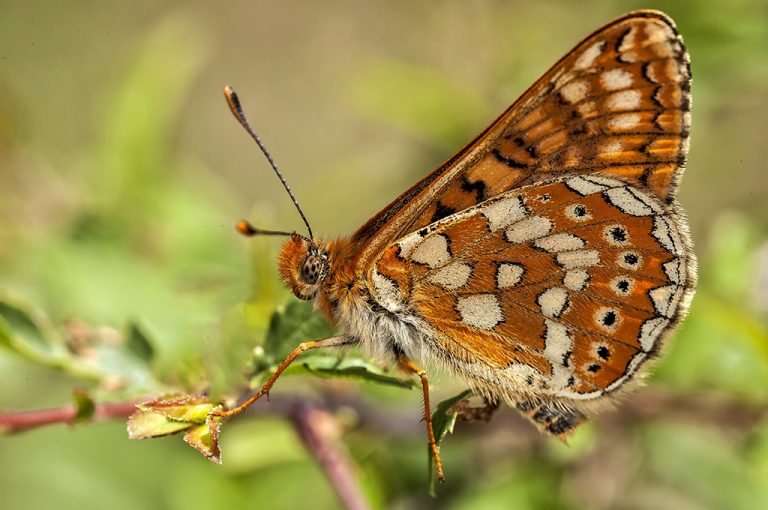 Euphydryas aurinia - Doncella de ondas rojas