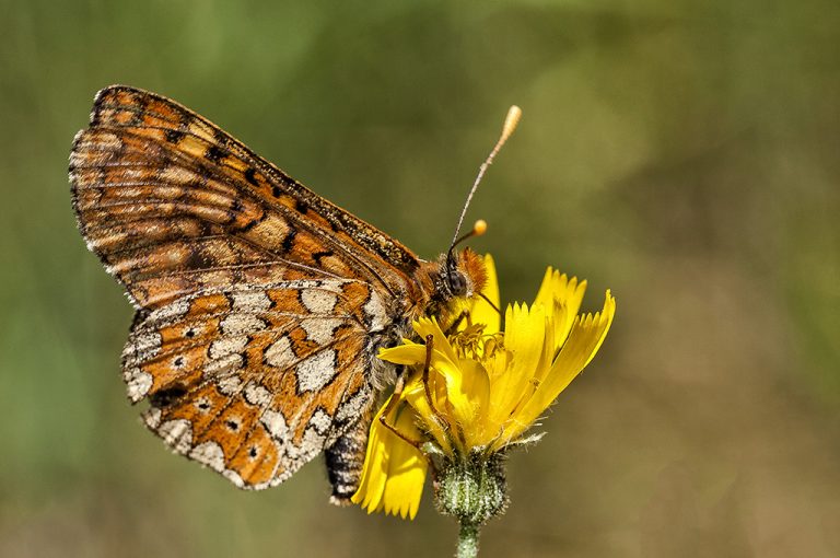 Euphydryas aurinia - Doncella de ondas rojas