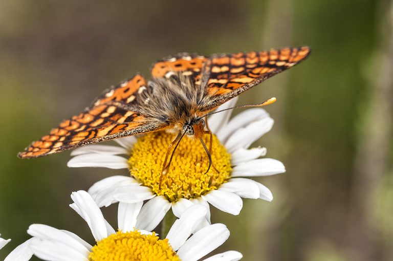 Euphydryas aurinia - Doncella de ondas rojas