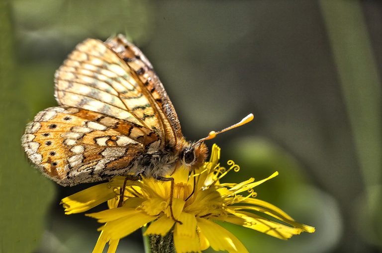 Euphydryas aurinia - Doncella de ondas rojas