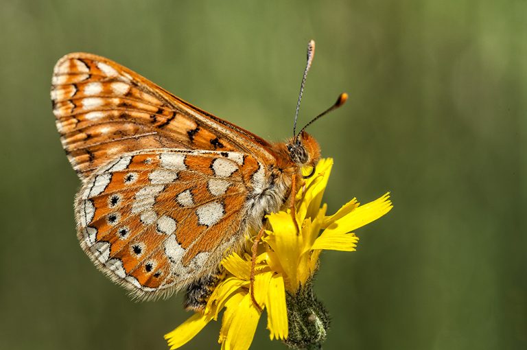 Euphydryas aurinia - Doncella de ondas rojas