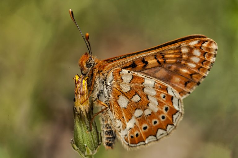 Euphydryas aurinia - Doncella de ondas rojas