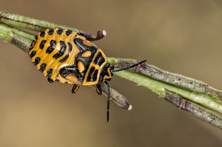 Eurydema ornata -Chinche de las cruciferas