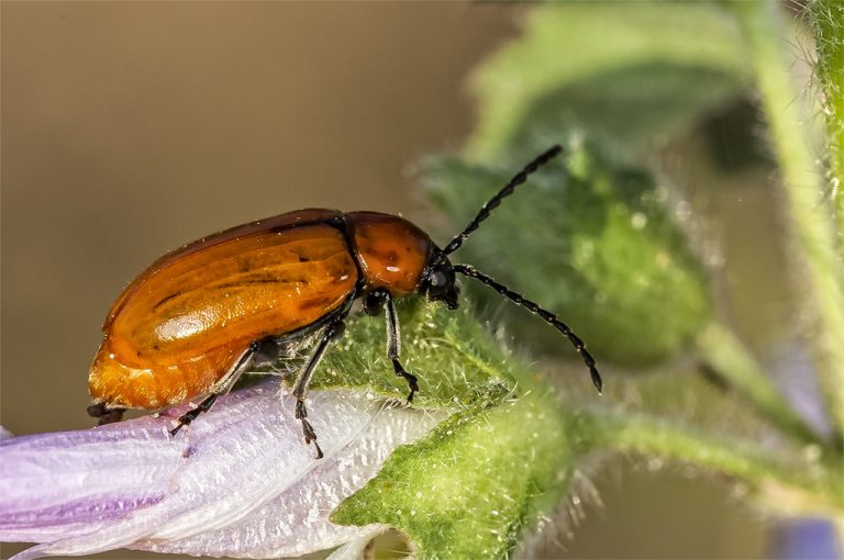 Exosoma lusitanicum - Galeruca de los narcisos