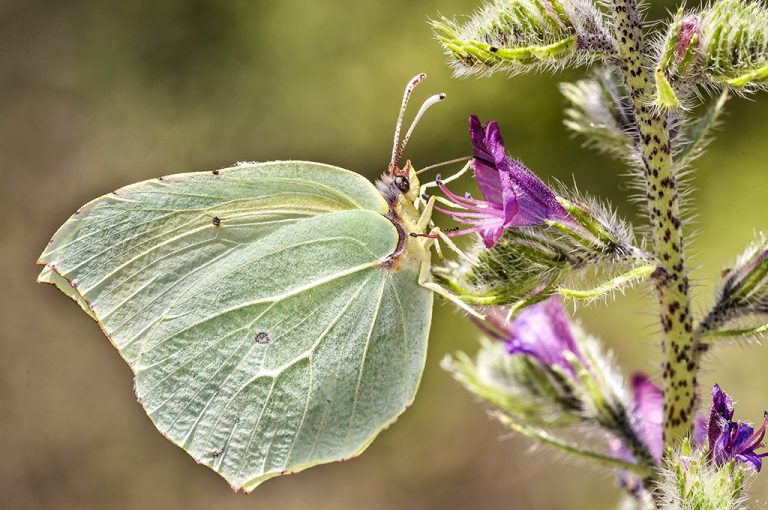 Gonepteryx cleopatra - Cleopatra