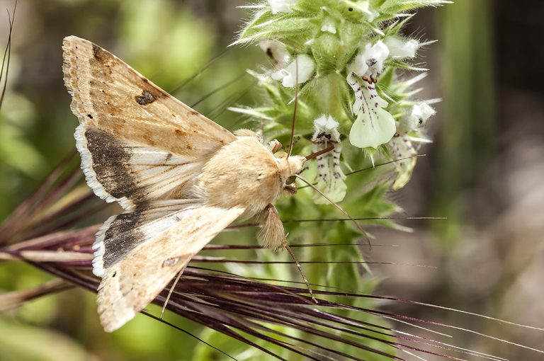 Heliothis peltigera - Polilla borde de paja