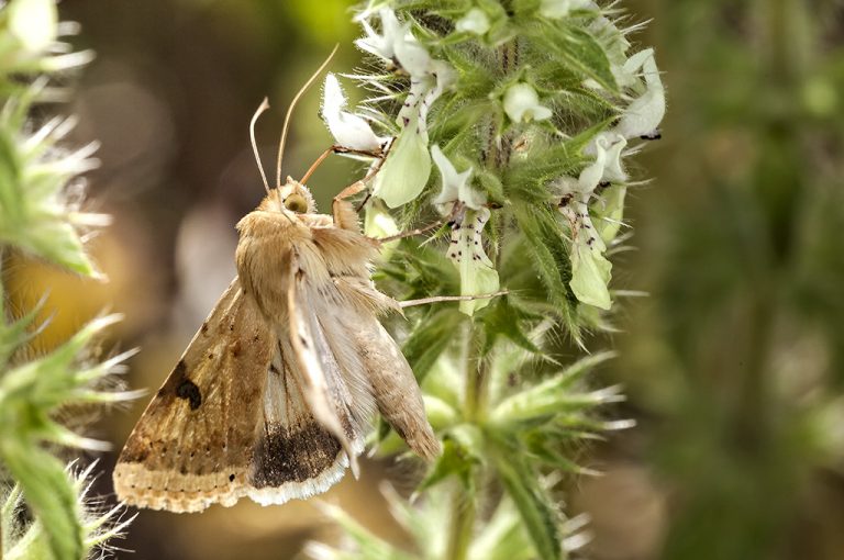 Heliothis peltigera - Polilla borde de paja