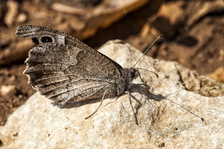 Hipparchia statilinus - Sátiro moreno