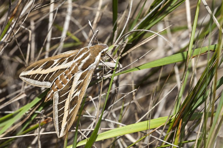 Hyles livornica - Esfinge rayada