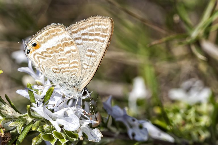 Lampides boeticus - Canela estriada