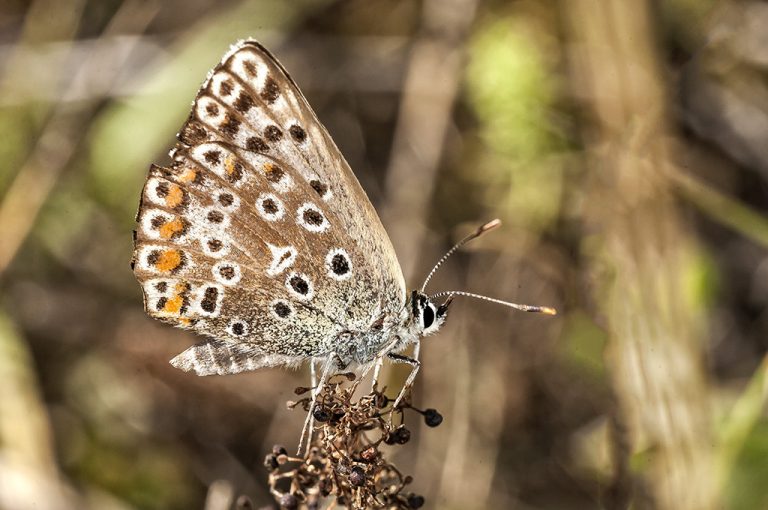 Lysandra hispana - Mariposa azul de Provenza