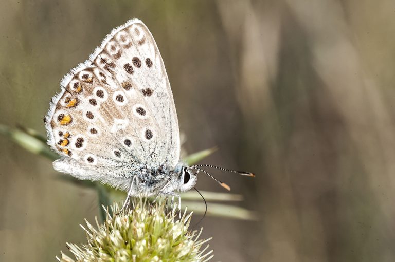 Lysandra hispana - Mariposa azul de Provenza