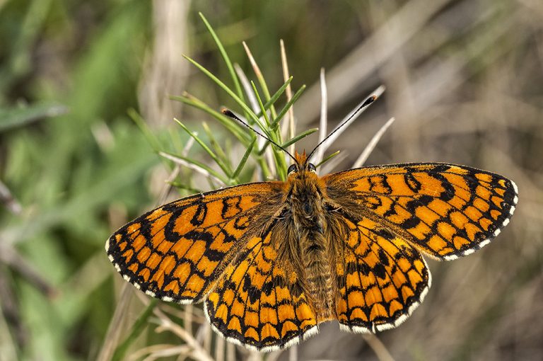 Melitaea deione - Doncella ibérica