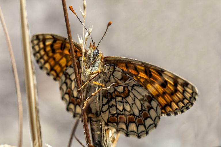 Melitaea deione - Doncella ibérica