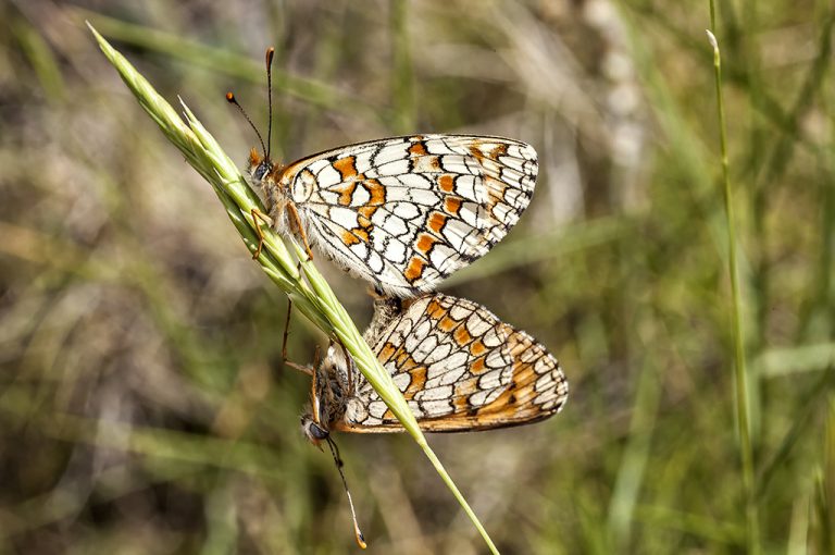 Melitaea deione - Doncella ibérica