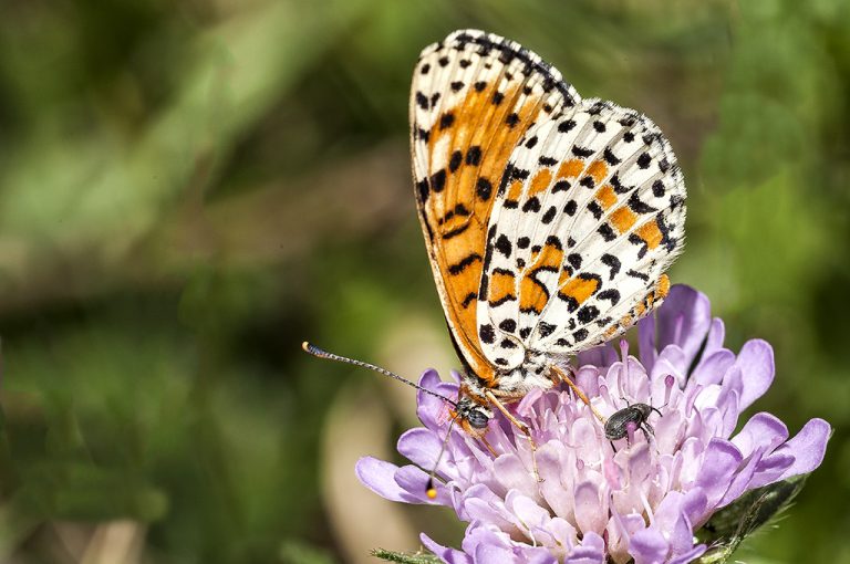 Melitaea didyma - Doncella tímida