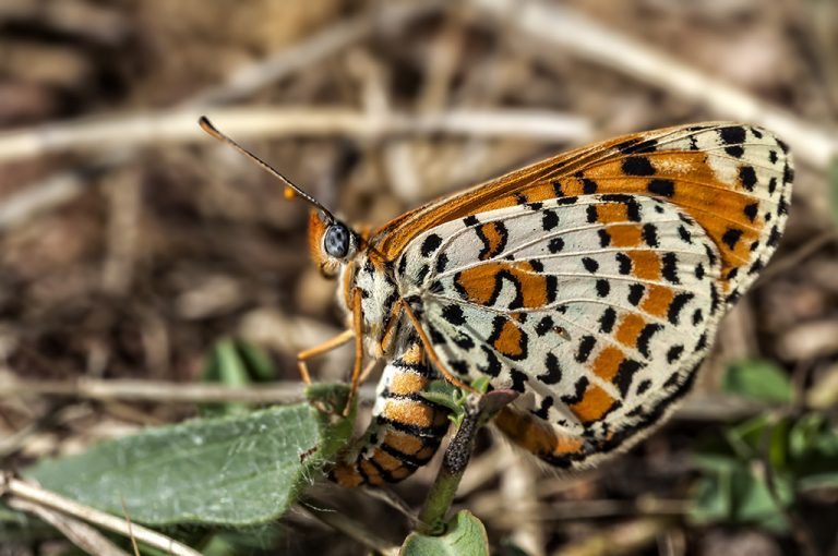 Melitaea didyma - Doncella tímida