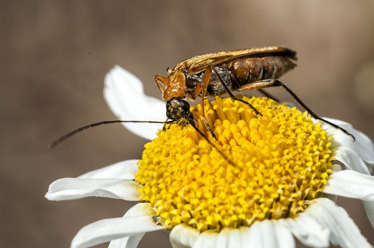 Oedemera podagrariae - Escarabajo de la madera