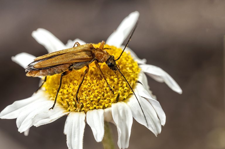 Oedemera podagrariae - Escarabajo de la madera