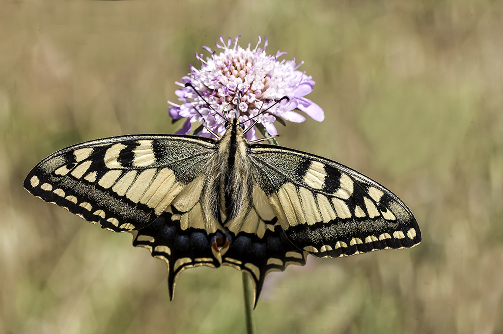 Papilio machaon -