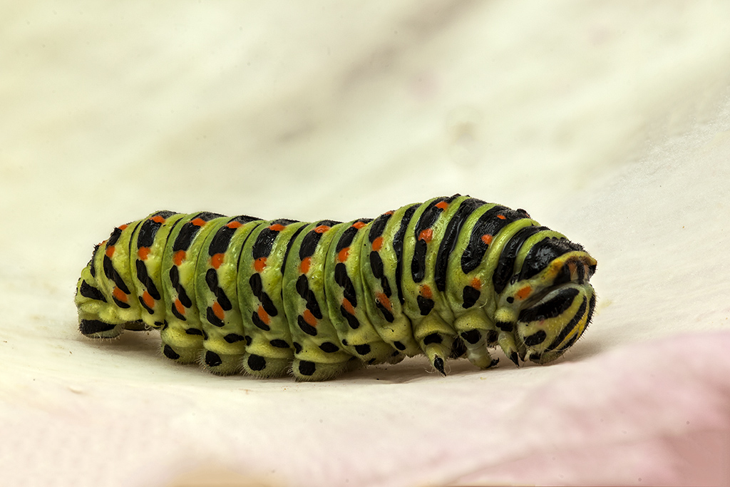 Papilio machaon -