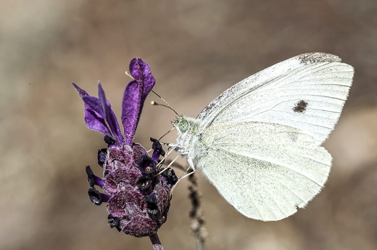 Pieris rapae - Blanquita de la col