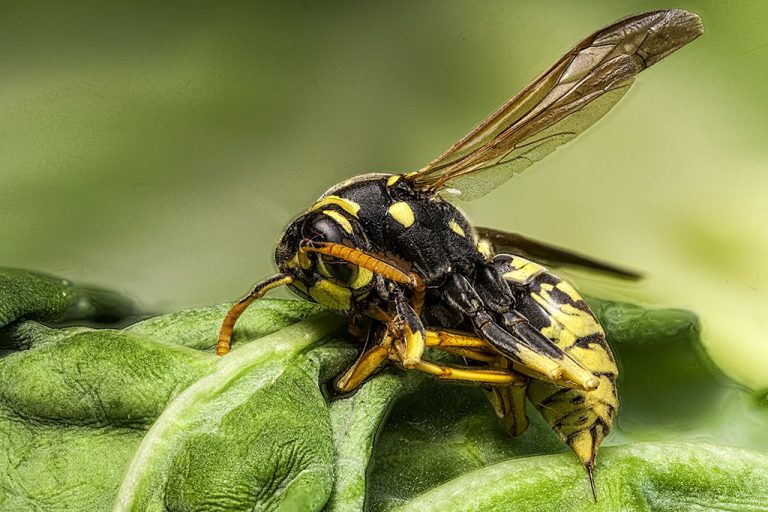 Polistes dominula - Avispa papelera