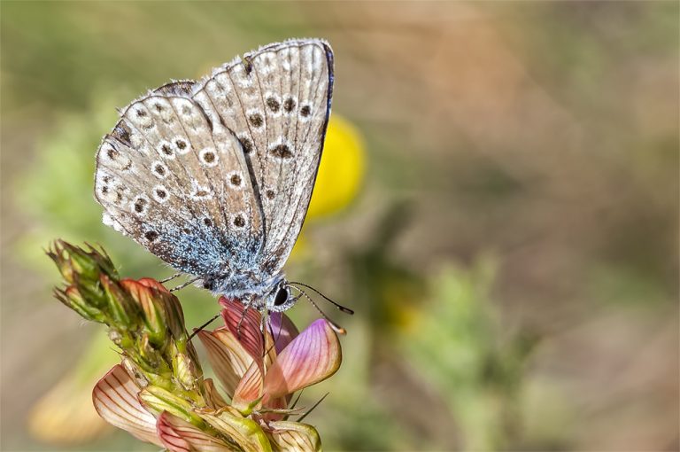 Polyommatus icarus - Mariposa azul comun