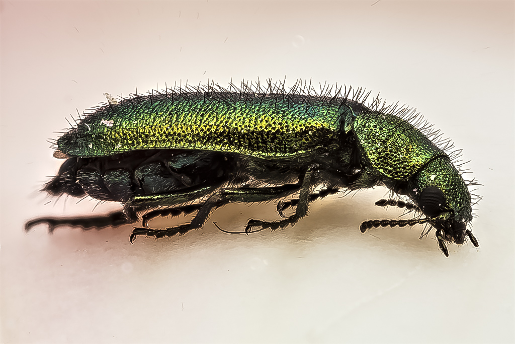 Psilothrix viridicoerulea - Escarabajo verdeazulado