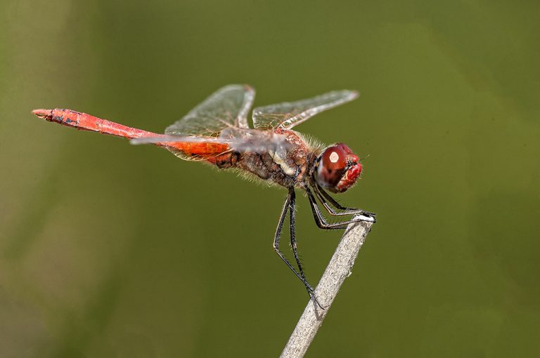 Sympetrum fonscolombii - Libelula