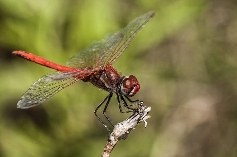 Sympetrum fonscolombii - Libelula