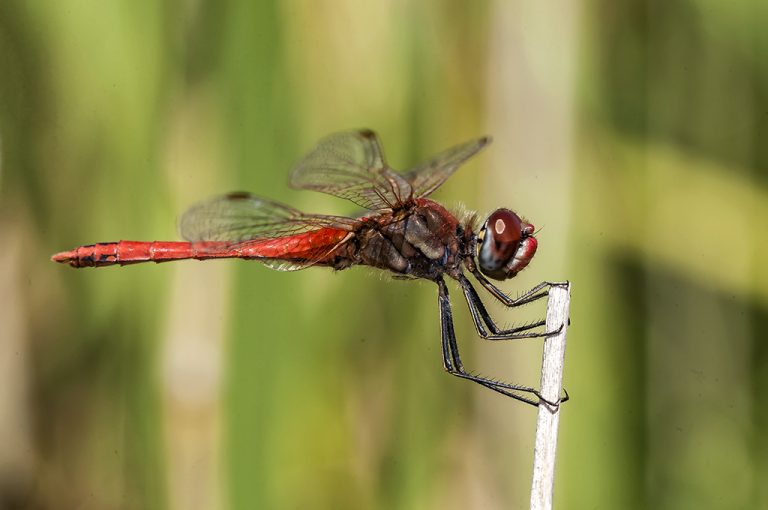 Sympetrum fonscolombii - Libelula