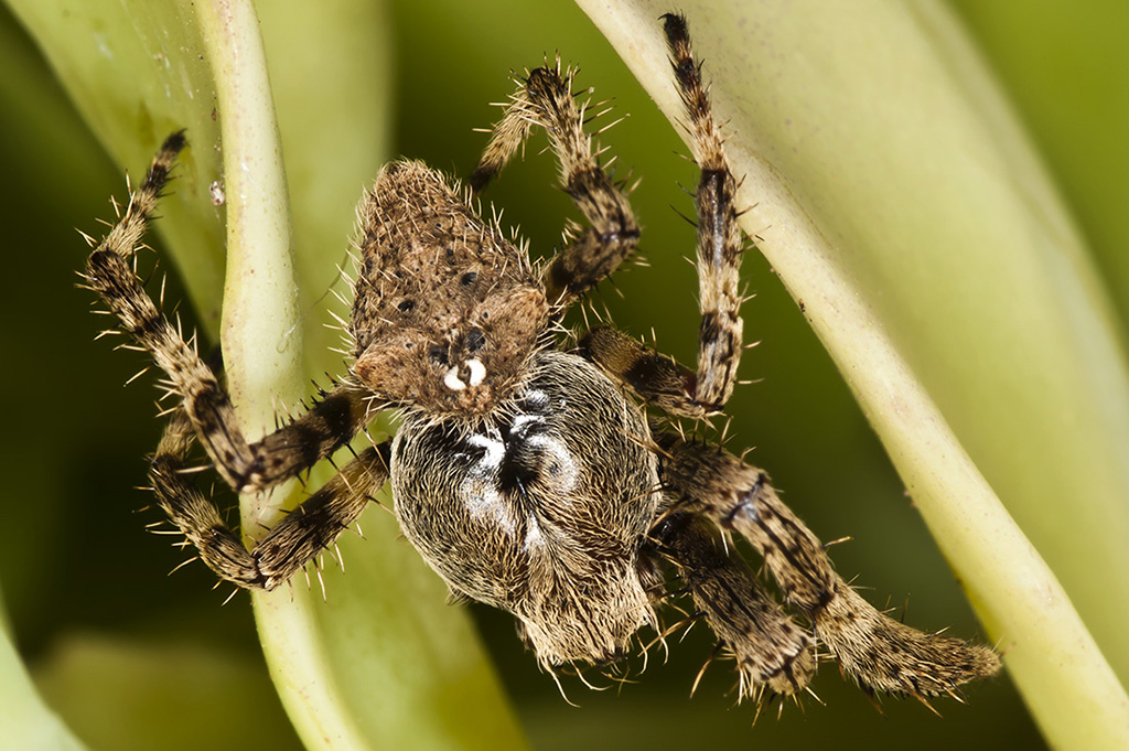 Araneus angulatus - Araña orbitela angulada