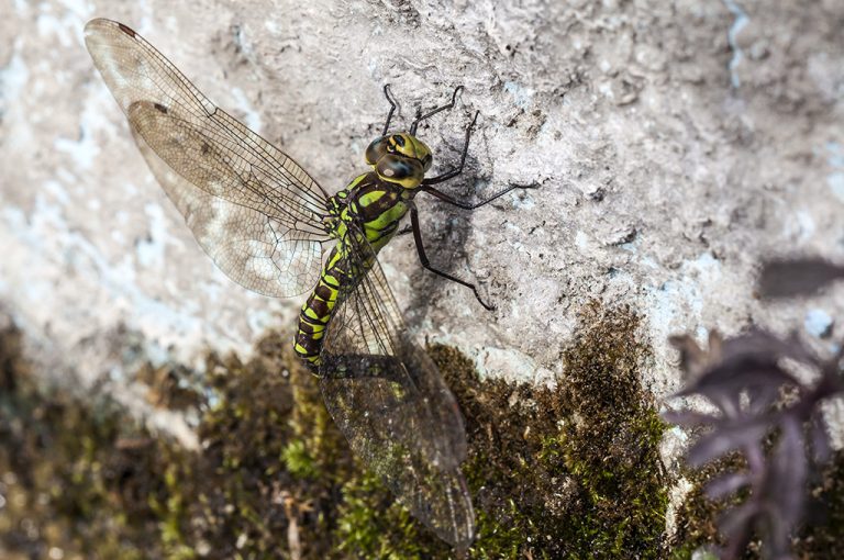 Aeshna cyanea - Libelula