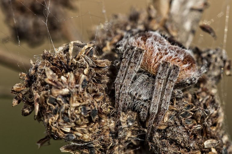 Agalenatea redii - Araña orbitela de matorral