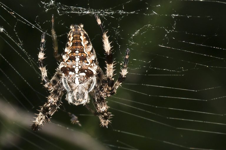 Araneus diadematus - Araña de la cruz