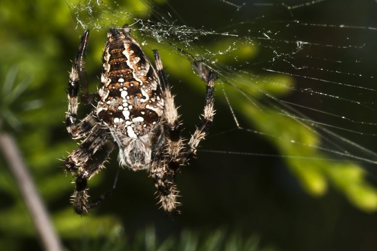 Araneus diadematus - Araña de la cruz