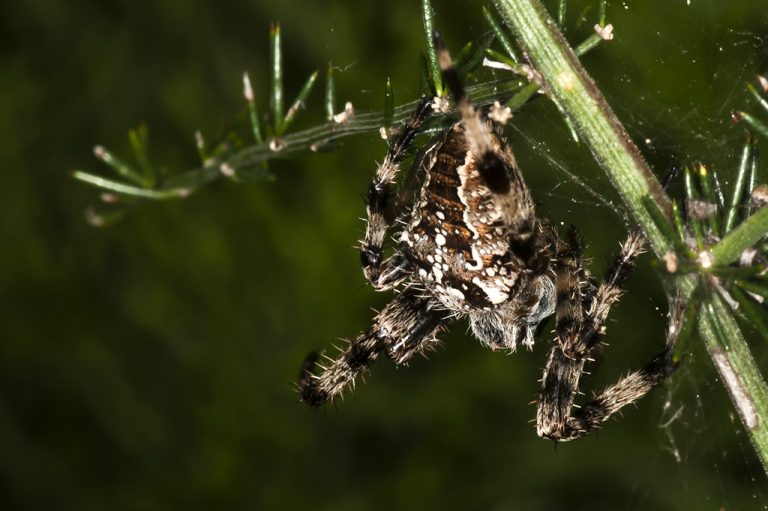 Araneus diadematus - Araña de la cruz