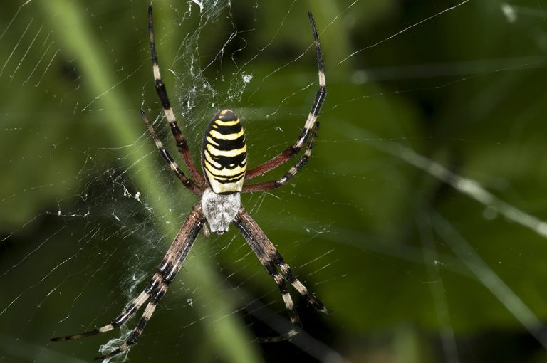 Argiope bruennichi - Araña tigre