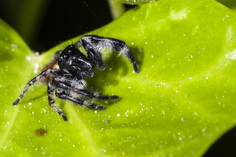 Carrhotus xanthogramma - Araña saltadora anaranjada