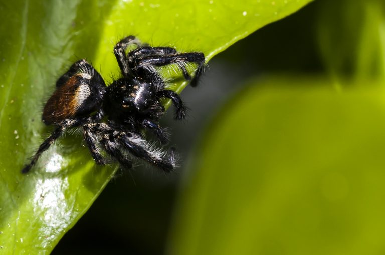 Carrhotus xanthogramma - Araña saltadora anaranjada