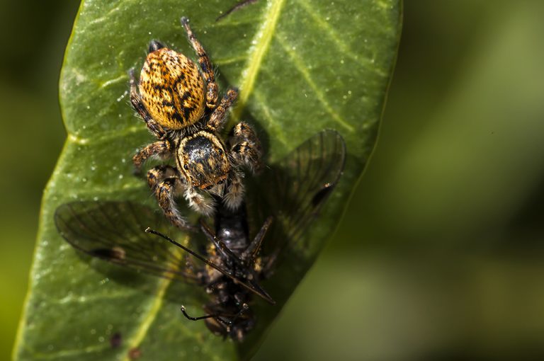 Carrhotus xanthogramma - Araña saltadora anaranjada