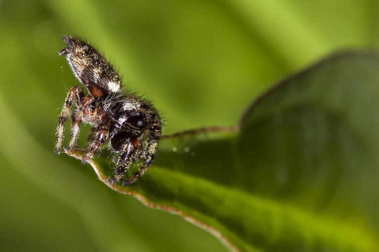 Carrhotus xanthogramma - Araña saltadora anaranjada