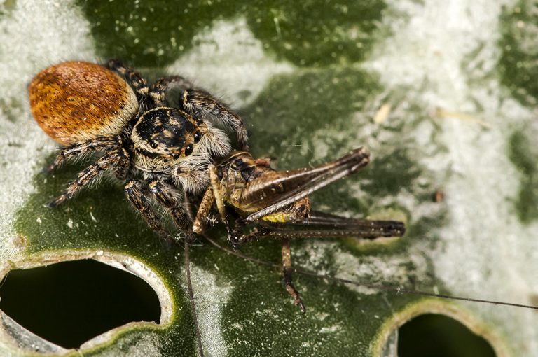 Carrhotus xanthogramma - Araña saltadora anaranjada